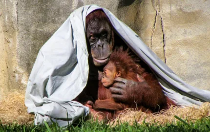 Expressions of emotion in great apes