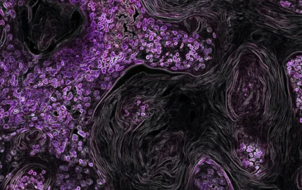 In vivo cell fusion using a synthetic model system