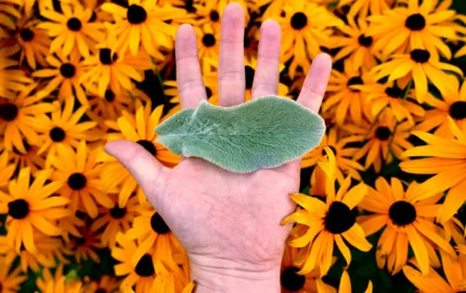 Plant Ecology