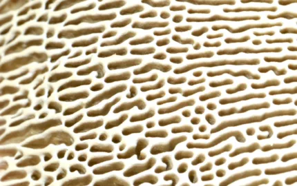 Research projects in: Microbiology